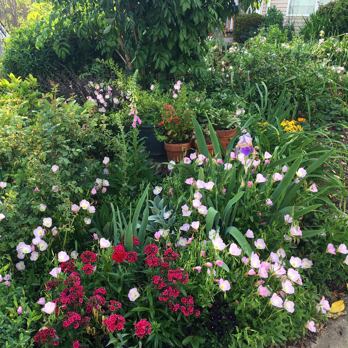 Edible Garden Landscape Design See More...